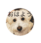 マルプーのルナ坊や（個別スタンプ：2）