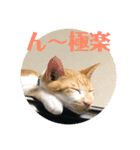 あんじーと14にゃんず#18（個別スタンプ：3）