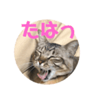 あんじーと14にゃんず#18（個別スタンプ：4）