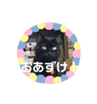 あんじーと14にゃんず#18（個別スタンプ：8）