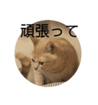 あんじーと14にゃんず#18（個別スタンプ：11）