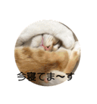 あんじーと14にゃんず#18（個別スタンプ：13）