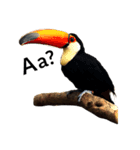 ANIMAL動物（個別スタンプ：1）