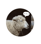 ANIMAL動物（個別スタンプ：2）