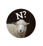 ANIMAL動物（個別スタンプ：3）