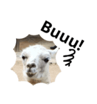 ANIMAL動物（個別スタンプ：4）