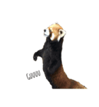 ANIMAL動物（個別スタンプ：5）