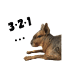 ANIMAL動物（個別スタンプ：6）