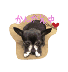 チワワのmuumuu♡（個別スタンプ：5）