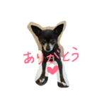 チワワのmuumuu♡（個別スタンプ：11）