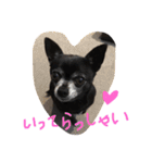 チワワのmuumuu♡（個別スタンプ：12）