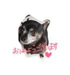 チワワのmuumuu♡（個別スタンプ：13）