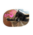 チワワのmuumuu♡（個別スタンプ：15）