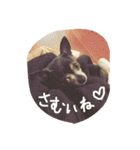 チワワのmuumuu♡（個別スタンプ：16）