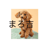 まろわたのスタンプ（個別スタンプ：1）