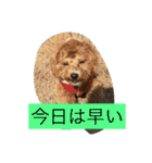 まろわたのスタンプ（個別スタンプ：3）