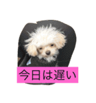 まろわたのスタンプ（個別スタンプ：4）