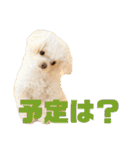 まろわたのスタンプ（個別スタンプ：5）