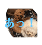 まろわたのスタンプ（個別スタンプ：13）