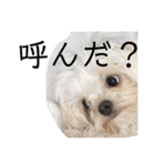 まろわたのスタンプ（個別スタンプ：20）