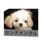 まろわたのスタンプ（個別スタンプ：22）