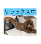 まろわたのスタンプ（個別スタンプ：23）