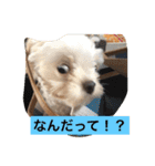 まろわたのスタンプ（個別スタンプ：25）