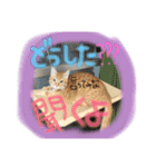ヴぃーたん（個別スタンプ：13）