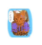 ヴぃーたん（個別スタンプ：16）