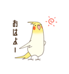 オカメインコのおかめさん（個別スタンプ：1）