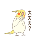 オカメインコのおかめさん（個別スタンプ：14）
