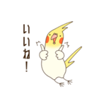 オカメインコのおかめさん（個別スタンプ：17）