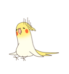 オカメインコのおかめさん（個別スタンプ：31）