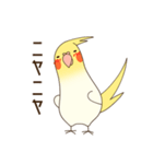 オカメインコのおかめさん（個別スタンプ：38）