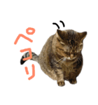実家の猫のスタンプです（個別スタンプ：7）