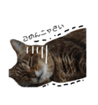 実家の猫のスタンプです（個別スタンプ：10）
