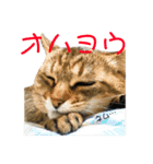 実家の猫のスタンプです（個別スタンプ：11）