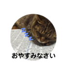 実家の猫のスタンプです（個別スタンプ：12）