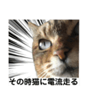 実家の猫のスタンプです（個別スタンプ：13）