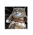 実家の猫のスタンプです（個別スタンプ：15）