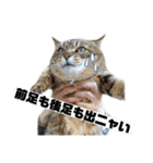 実家の猫のスタンプです（個別スタンプ：17）