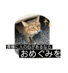実家の猫のスタンプです（個別スタンプ：18）