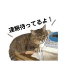 実家の猫のスタンプです（個別スタンプ：21）