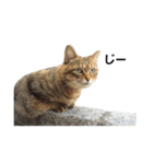 実家の猫のスタンプです（個別スタンプ：23）