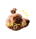 うちのトイプー ハルくん（個別スタンプ：3）