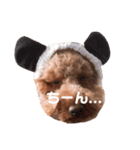 うちのトイプー ハルくん（個別スタンプ：4）