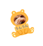 うちのトイプー ハルくん（個別スタンプ：5）