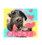 わんちゃんのつぶやき（個別スタンプ：10）