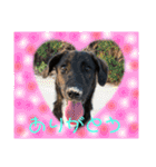 わんちゃんのつぶやき（個別スタンプ：11）