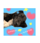 わんちゃんのつぶやき（個別スタンプ：12）